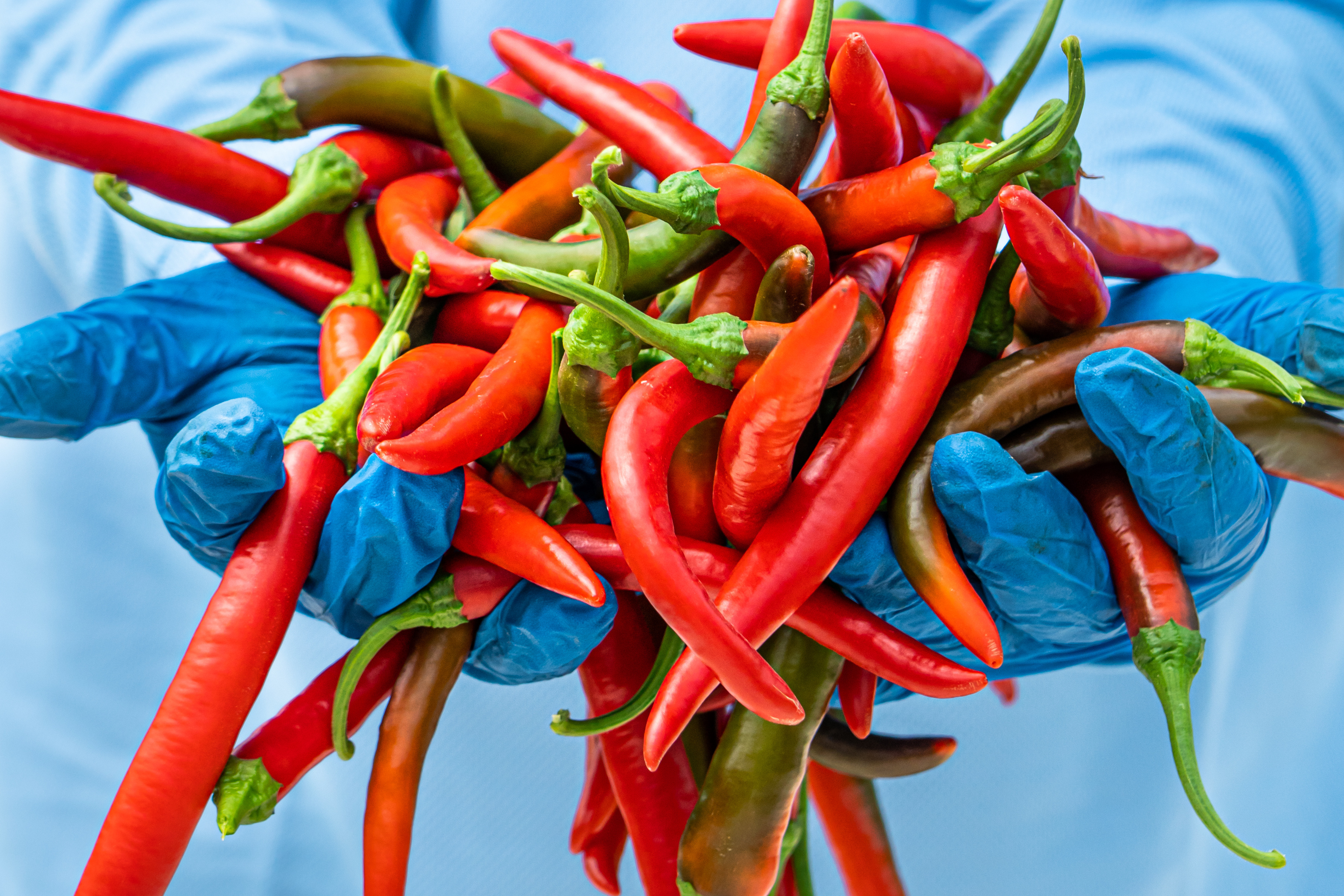 Chilli Plants in Greenhouse