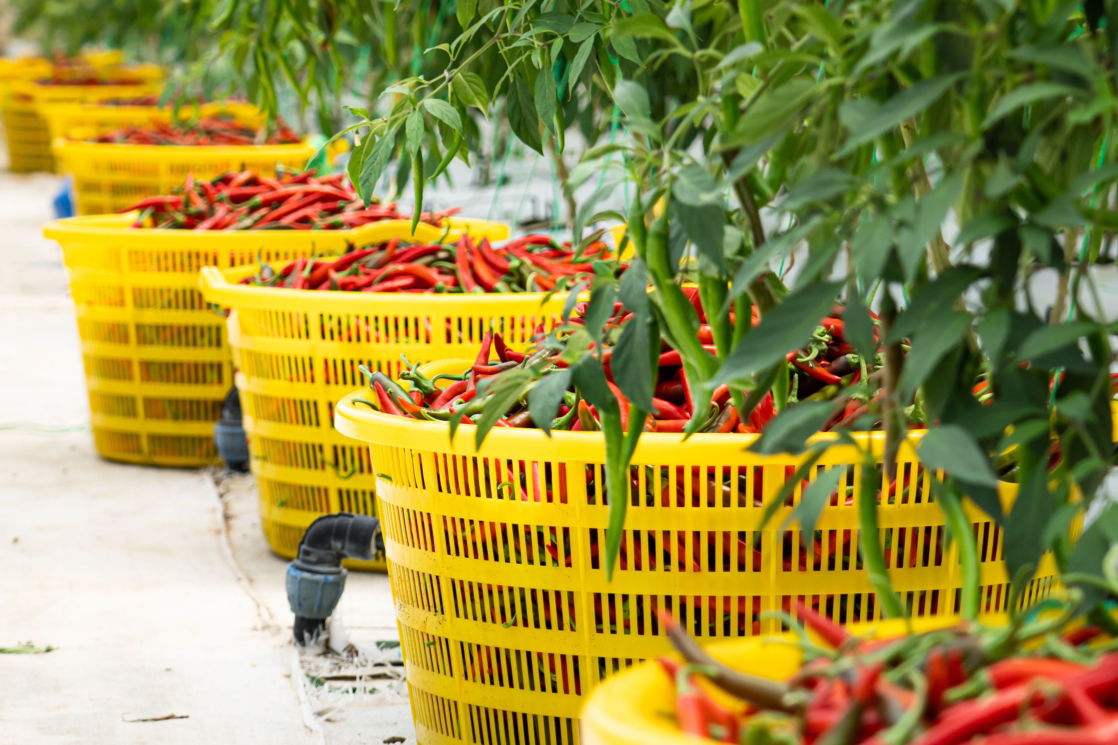 Chillis ready for export