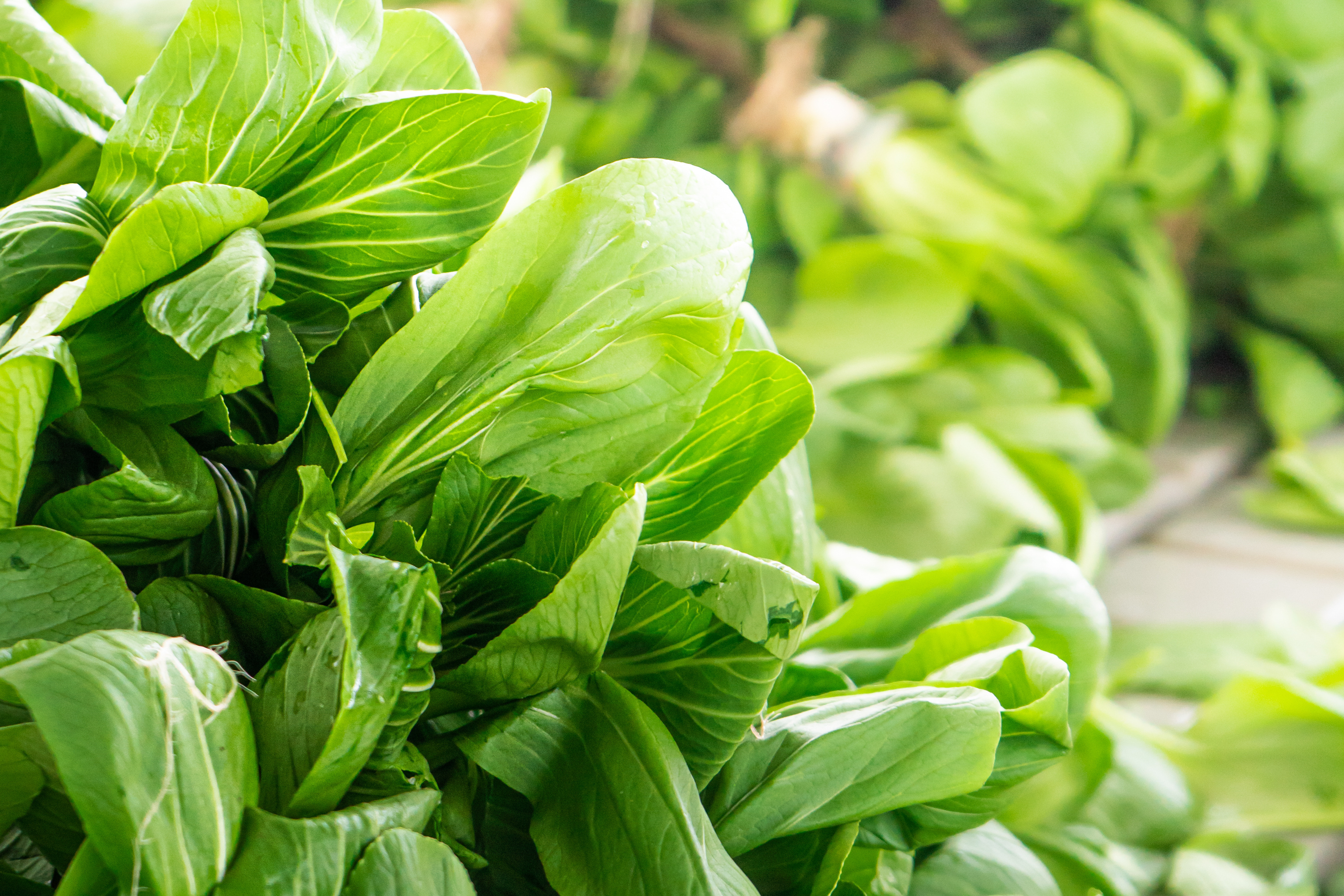 Hydroponic Leafy Greens
