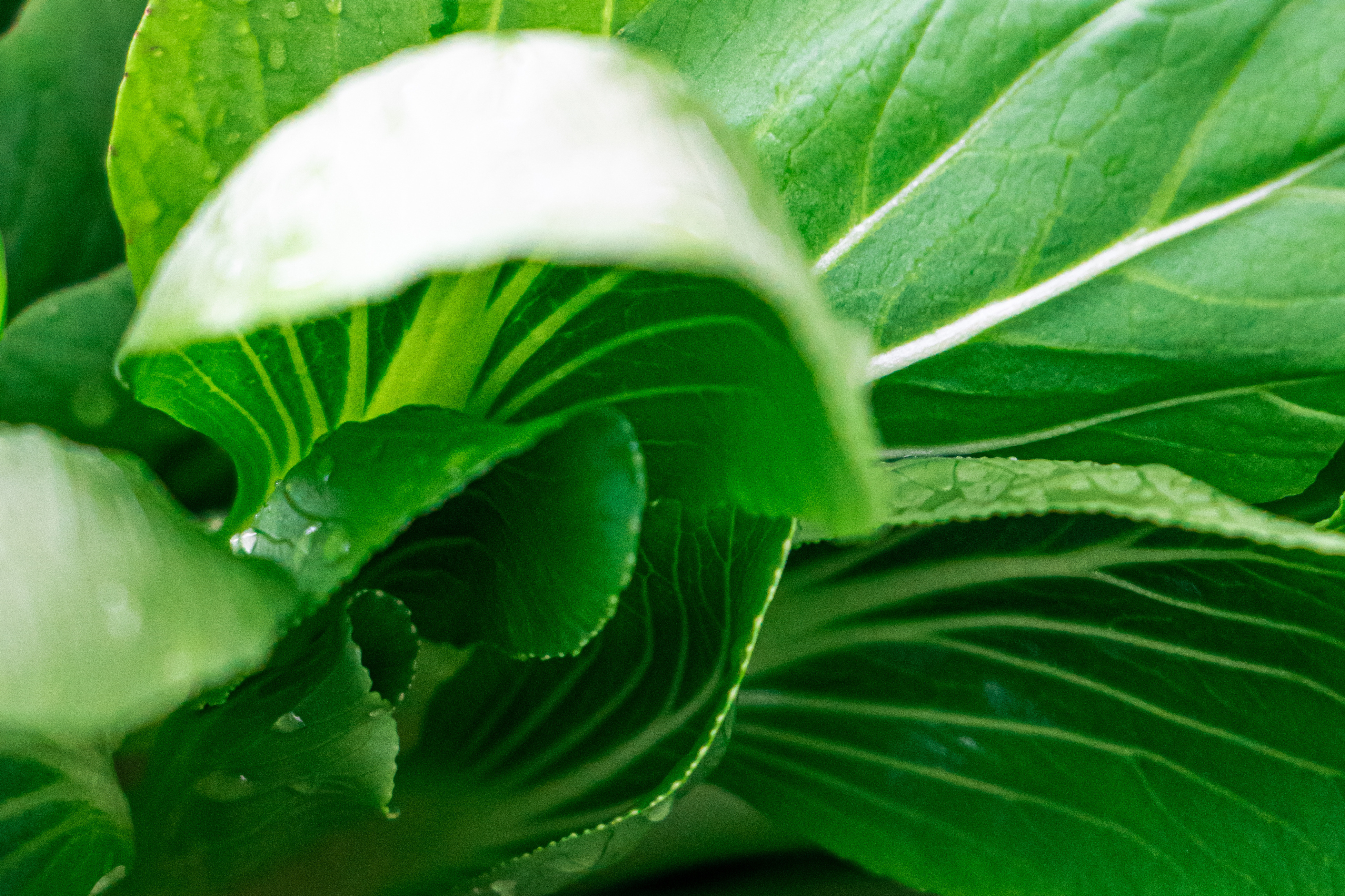 Premium Leafy Greens Ready for Harvest