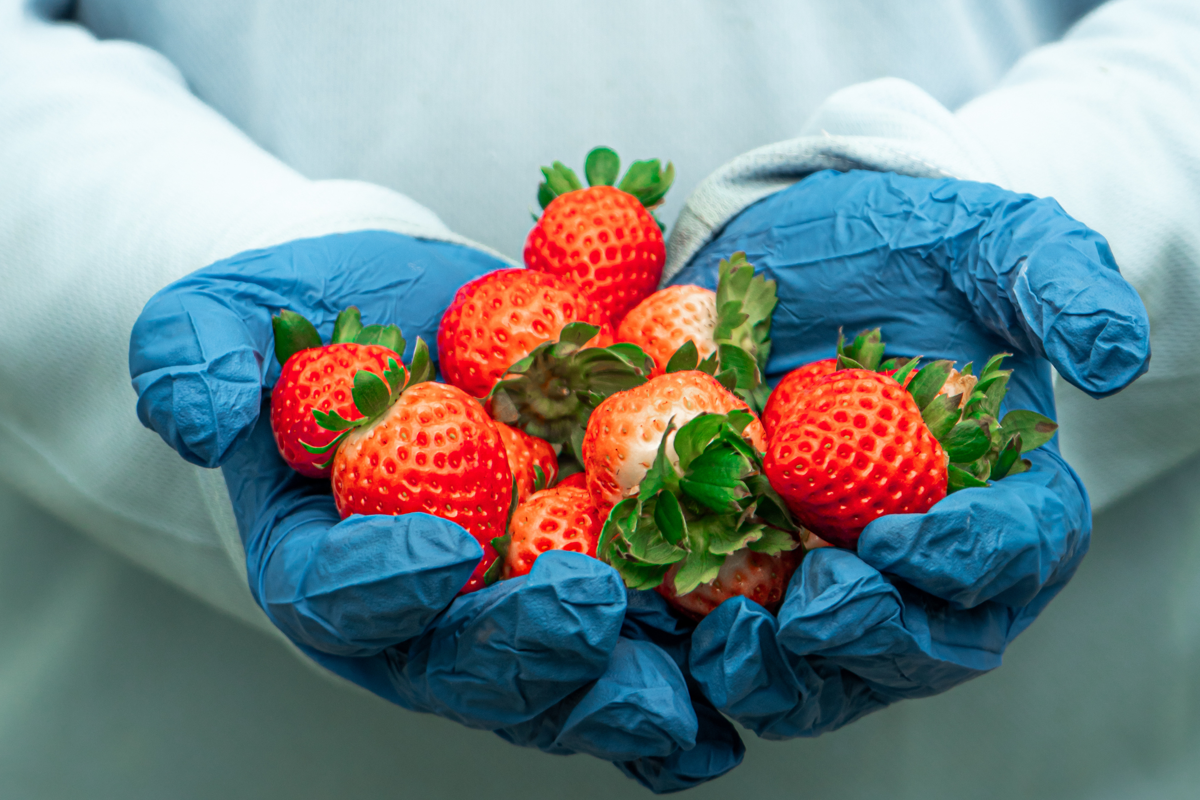 Sweet Strawberries