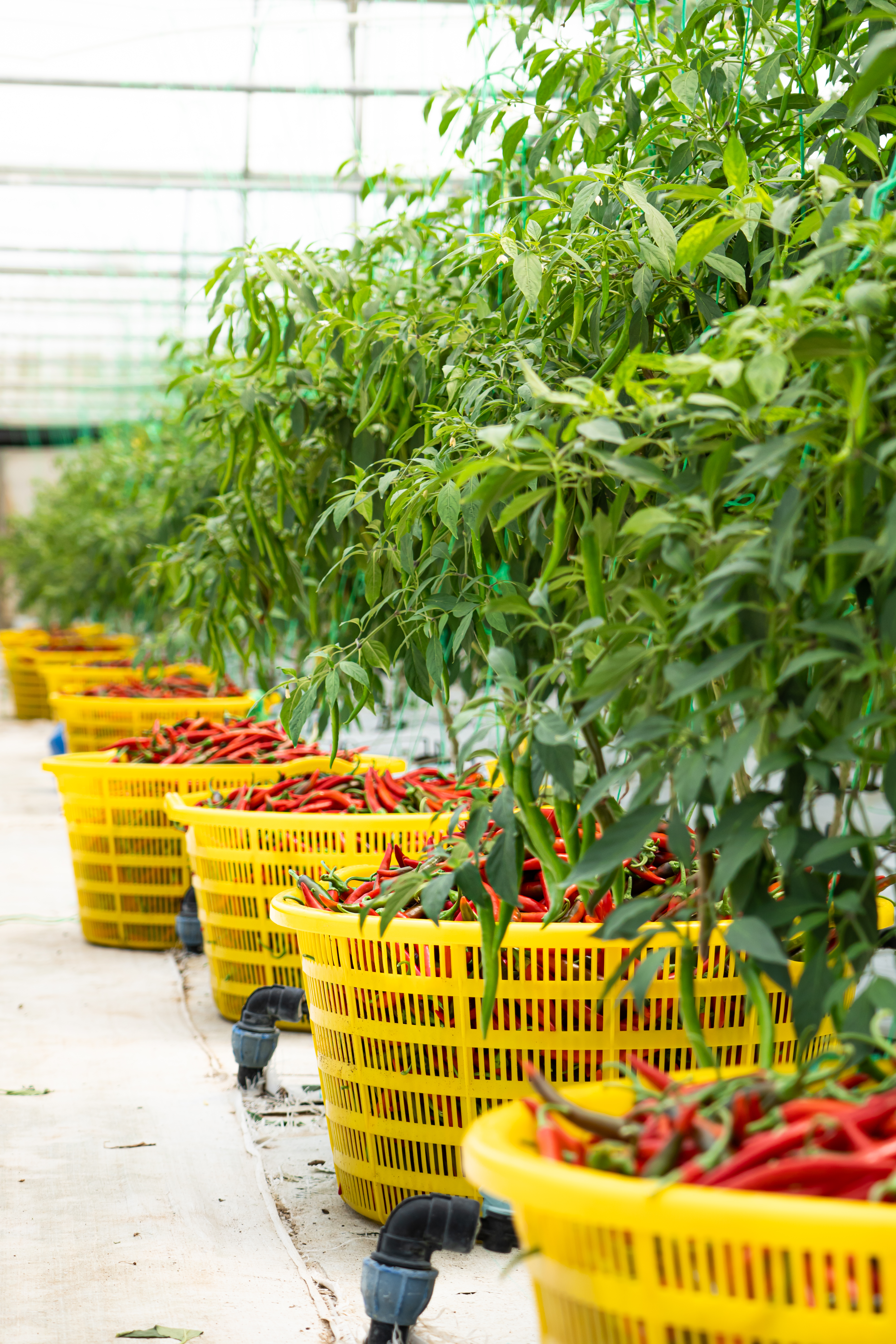Fertilizers and Seeds