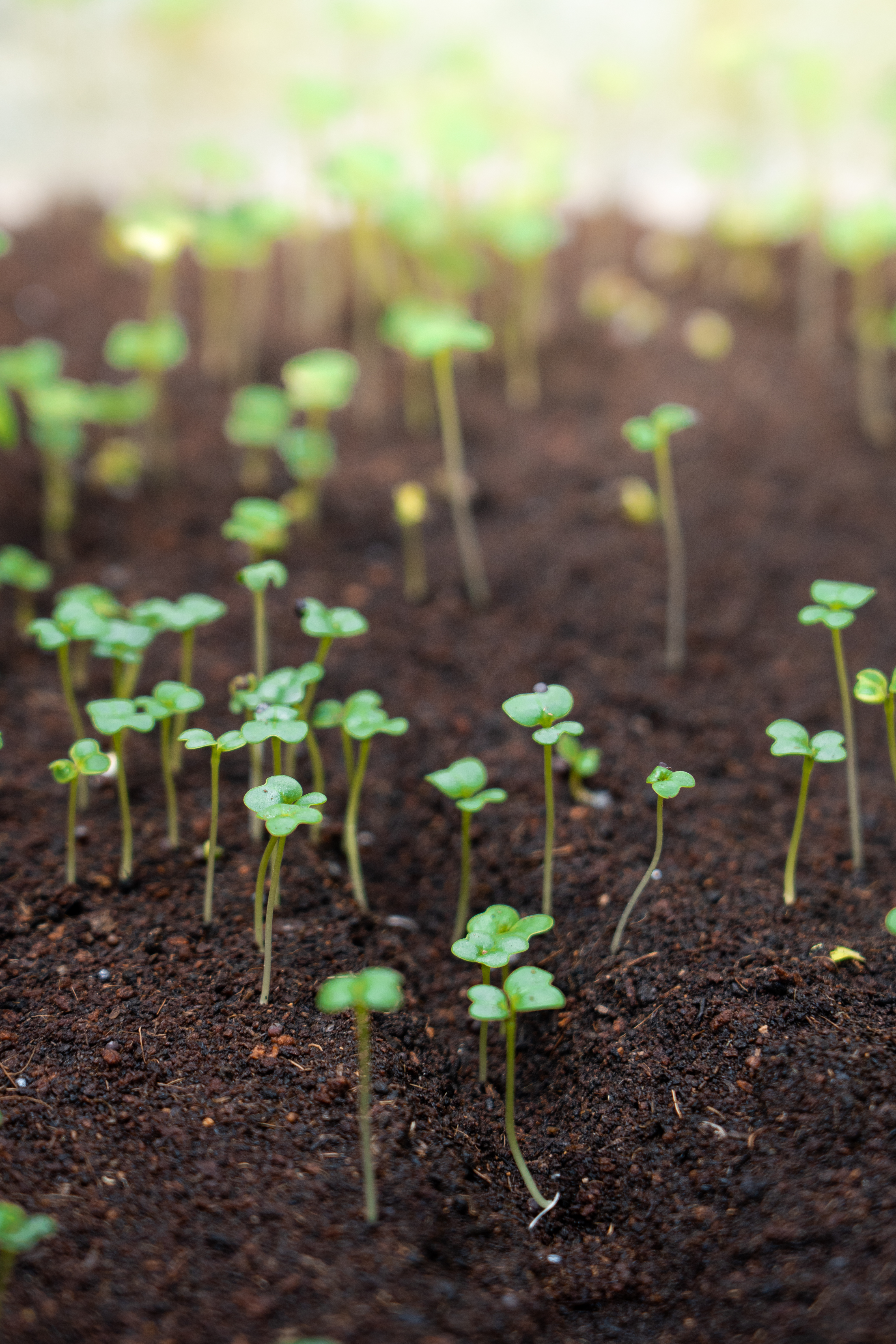 Healthy Crops